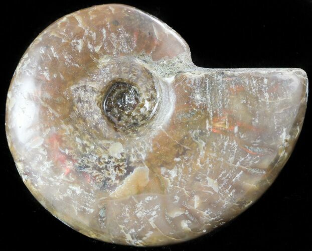 Flashy Red Iridescent Ammonite - Wide #45783